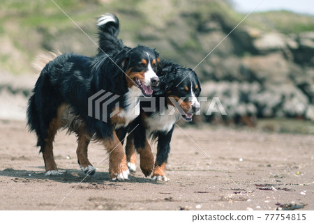 伯恩山犬 77754815