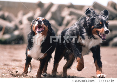 伯恩山犬 77754816