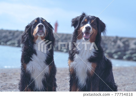 伯恩山犬 77754818