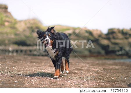 伯恩山犬 77754820