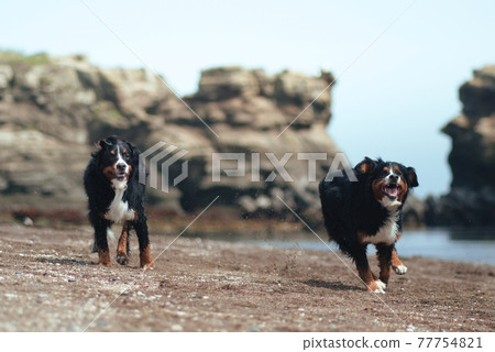 伯恩山犬 77754821