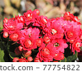 Flowering of succulents Red flowers 77754822