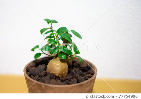 Banyan tree of foliage plant 77754996