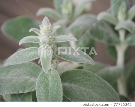 Spring Lamb's Year fluffy leaves Spring Lamb's Year fluffy leaves 77755345