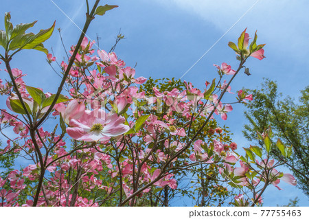 Hanamizuki blooming in early summer Hanamizuki blooming in early summer 77755463
