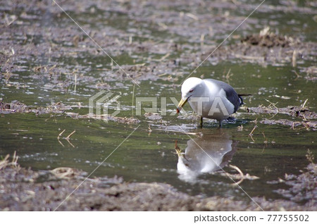 A sad-faced seagull is looking into a rice field A sad-faced seagull is looking into a rice field 77755502