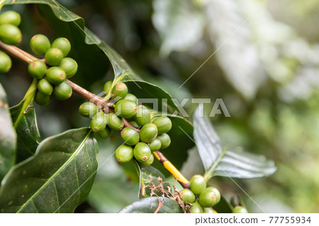 Coffee tree with red coffee berries on cafe plantation. Coffee tree with red coffee berries on cafe plantation. 77755934