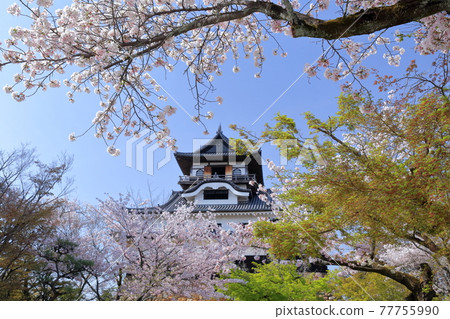 National Treasure Inuyama Castle and Sakura (Inuyama City, Aichi Prefecture) 77755990