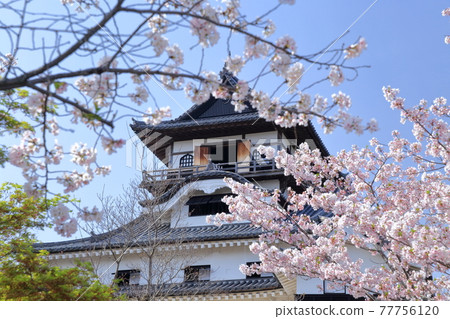National Treasure Inuyama Castle and Sakura (Inuyama City, Aichi Prefecture) 77756120