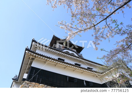 國寶犬山城和櫻花（愛知縣犬山市） 77756125