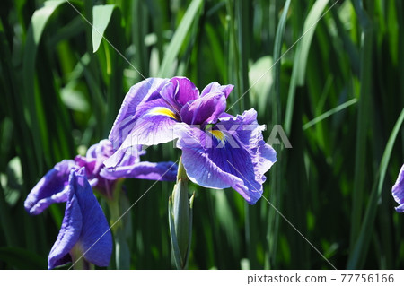 Iris Iris 77756166