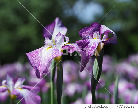 鳶尾花 鳶尾花 77756183