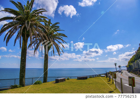 青島宮崎 77756253