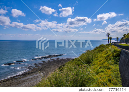 青島宮崎 77756254