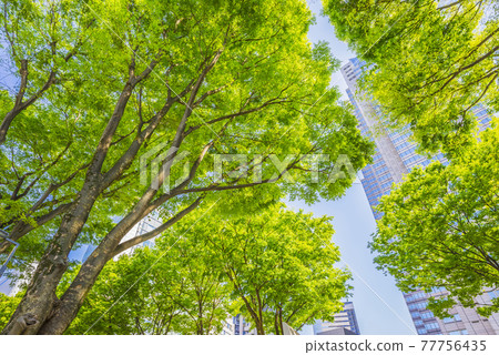 Tokyo Metropolitan Government Building Tokyo Metropolitan Government Building Fresh green blue sky Tokyo Metropolitan Government Building Tokyo Metropolitan Government Building Fresh green blue sky 77756435