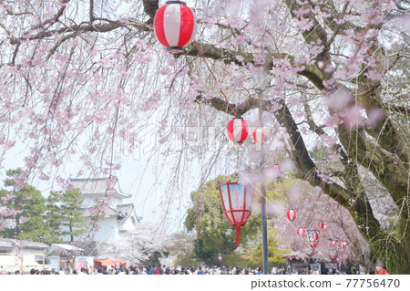 Busy with tourists during the cherry blossom season (Nagoya Castle, Southwest Corner Tower, Nagoya City, Aichi Prefecture) Busy with tourists during the cherry blossom season (Nagoya Castle, Southwest Corner Tower, Nagoya City, Aichi Prefecture) 77756470