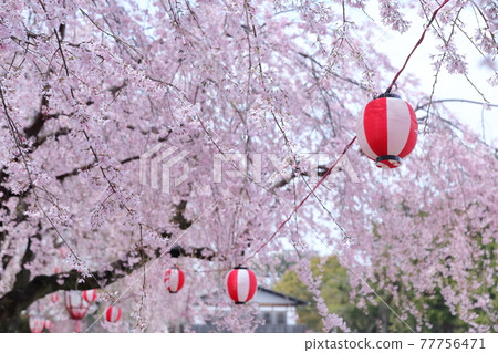 Sakura Festival (Nagoya Castle, Nagoya City, Aichi Prefecture) Sakura Festival (Nagoya Castle, Nagoya City, Aichi Prefecture) 77756471