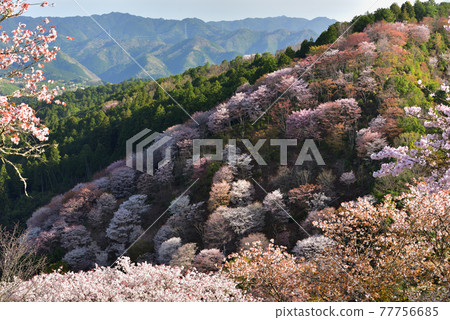 吉野山櫻桃樹 吉野山櫻桃樹 77756685