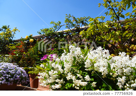 春天的園藝,陽台上盛開的白花,細長的杜鵑花 春天的園藝,陽台上盛開的白花,細長的杜鵑花 77756926
