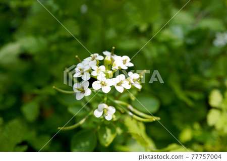 Watercress Flower Watercress Flower 77757004