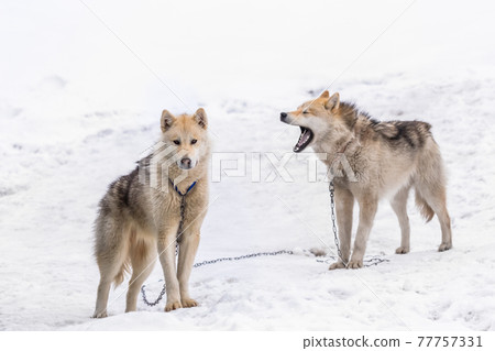 Two greenlandic Inuit sledding dogs standing on alert in the snow, Sisimiut, Greenland Two greenlandic Inuit sledding dogs standing on alert in the snow, Sisimiut, Greenland 77757331