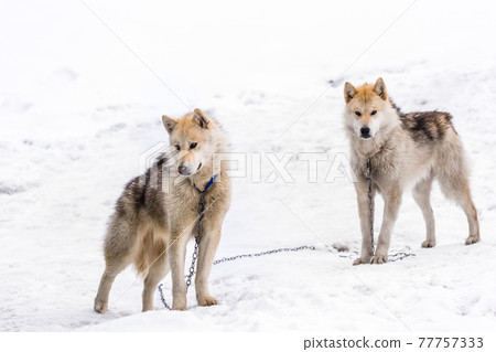 Two greenlandic arctic sledding dogs standing on alert in the snow, Sisimiut, Greenland 77757333