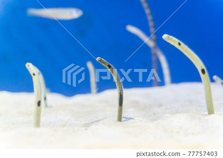 從沙子裡出來的斑點花園鰻 從沙子裡出來的斑點花園鰻 77757403