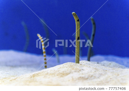 Spotted garden eel that comes out of the sand Spotted garden eel that comes out of the sand 77757406