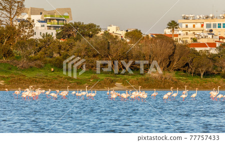 Lots of pink flamingos marching across the lake with residential buildings in the background, Larnaca salt lake, Cyprus 77757433
