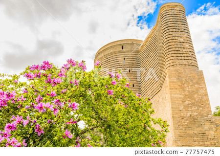 medieval maiden tower with blooming tree in the foreground, old town, Baku, Azerbaijan 77757475