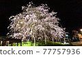 The weeping cherry tree at night is lit up 77757936