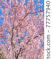 Cherry blossoms in full bloom in fine weather 77757940