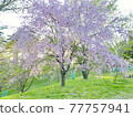 Weeping cherry tree in full bloom at dusk 77757941