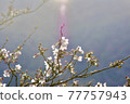 A light is shining into the cherry blossoms 77757943