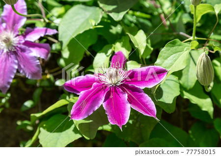 紫色鐵線蓮花【藤蔓皇后】 紫色鐵線蓮花【藤蔓皇后】 77758015