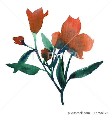 Isolated on white Alstroemeria flowers. Watercolor scetch Isolated on white Alstroemeria flowers. Watercolor scetch 77758176