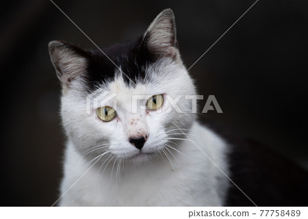 一隻貓盯著你 77758489