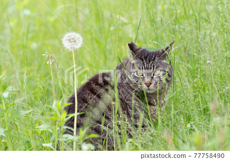 貓在綠色 77758490