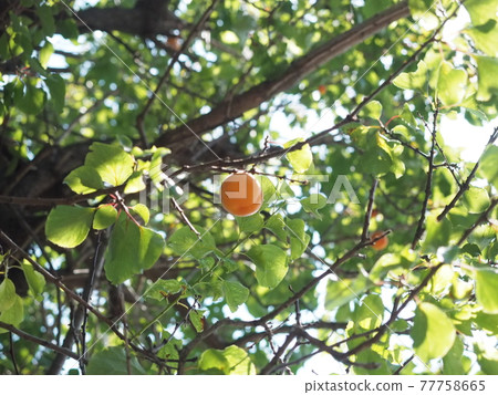 An apricot that becomes a tree 77758665