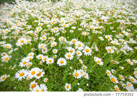 Flower Flower 77759302