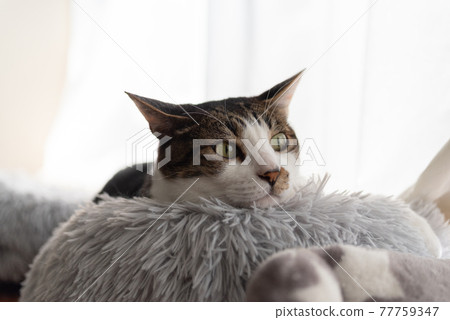 A cat relaxing by the window Kijitora cat 77759347