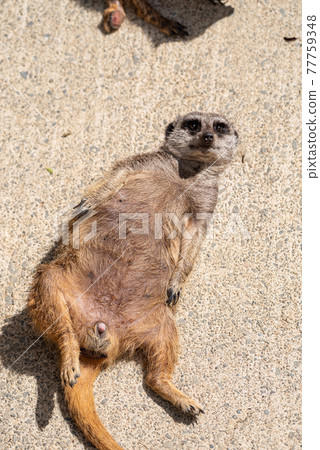 Meerkat lying boldly 77759348