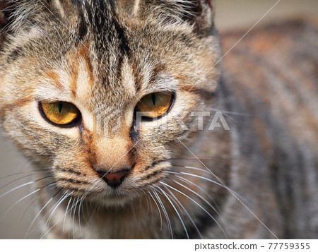 一隻流浪貓用銳利的眼神盯著你 一隻流浪貓用銳利的眼神盯著你 77759355