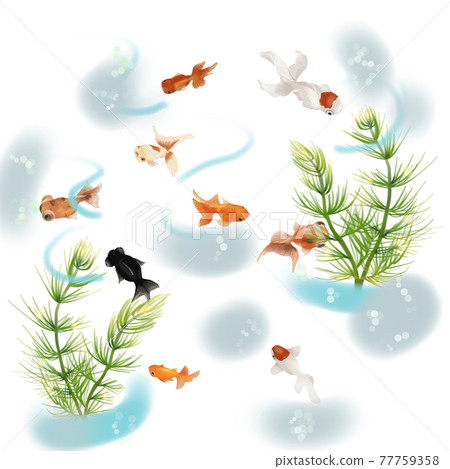 金魚和水生植物 77759358