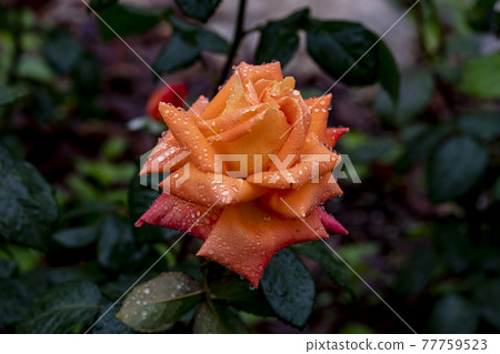 rose 77759523