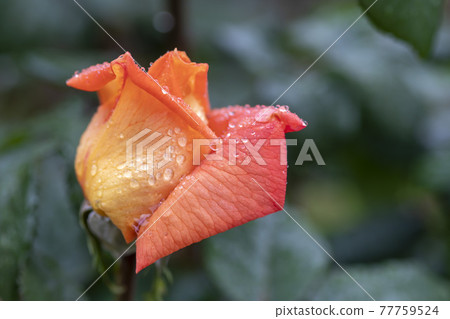 rose 77759524