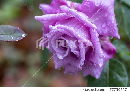 玫瑰 玫瑰 77759537