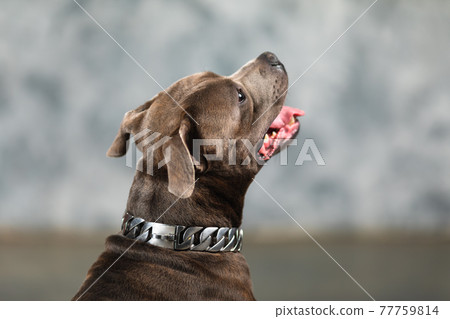 staffordshire bull terrier dog, studio shot, close-up view staffordshire bull terrier dog, studio shot, close-up view 77759814