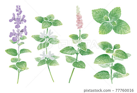 Watercolor illustration of herbs _ mint 77760016