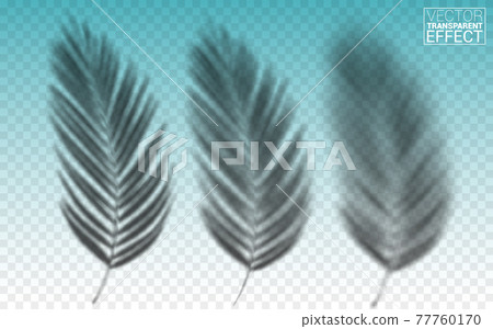Set of shadow background overlays. Transparent shadow of tropical leaves. Realistic Shadow mock up scenes. Vector illustration. 77760170